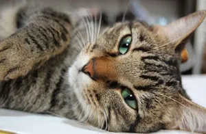 Догляд після кастрації кота в перший день, кастрація кота-крипторхи, харчування (після) Догляд після кастрації кота в перший день, кастрація кота-крипторхи, харчування