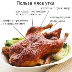 Качки як бізнес в домашніх умовах - вигідно чи ні (вигідно) Качки як бізнес в домашніх умовах - вигідно чи ні