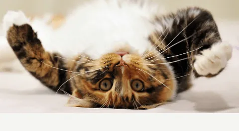 Догляд після кастрації кота в перший день, кастрація кота-крипторхи, харчування (кота) Догляд після кастрації кота в перший день, кастрація кота-крипторхи, харчування