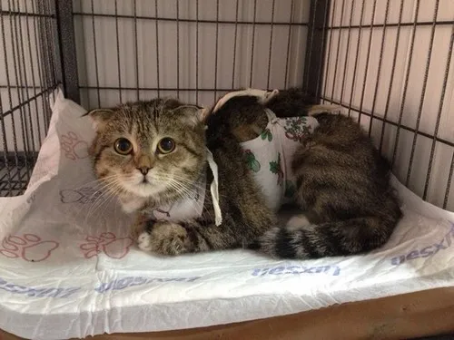 Догляд після кастрації кота в перший день, кастрація кота-крипторхи, харчування (після) Догляд після кастрації кота в перший день, кастрація кота-крипторхи, харчування
