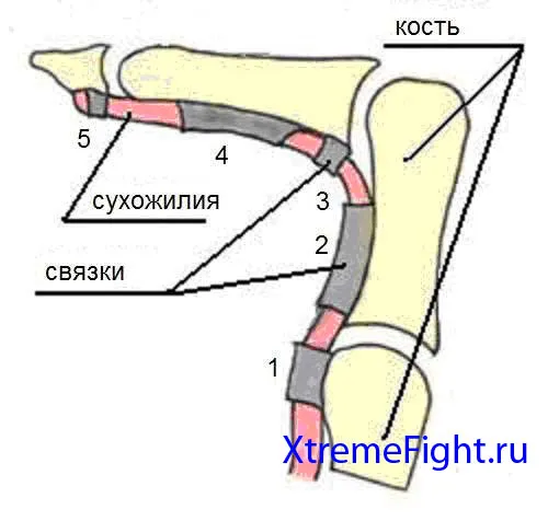 Вправи на сухожилля, сиситема тренувань сухожиль Олександру Зассе, блог про бойові мистецтва (тренувань) Вправи на сухожилля, сиситема тренувань сухожиль Олександру Зассе, блог про бойові мистецтва