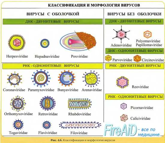 Умовно-патогенні мікроорганізми (мікроби) Умовно-патогенні мікроорганізми