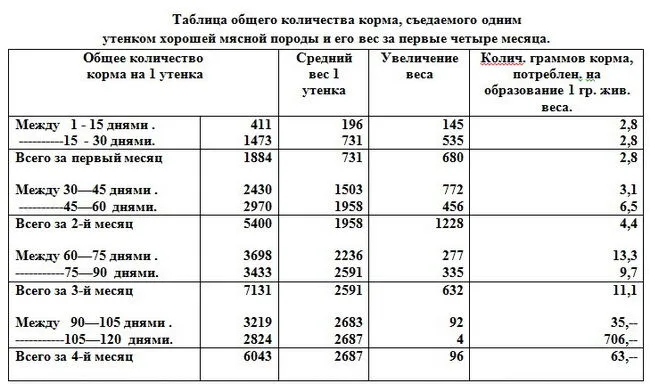 Качки як бізнес в домашніх умовах - вигідно чи ні (бізнес) Качки як бізнес в домашніх умовах - вигідно чи ні