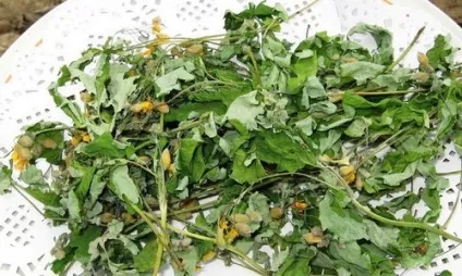 Чистотіл при псоріазі голови і нігтів можна чи ні відгуки (нігтів) Чистотіл при псоріазі голови і нігтів можна чи ні відгуки