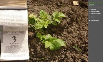 Щоб картопля не потрапила під заморозки, своя правда (виборі часу посадки картоплі) Щоб картопля не потрапила під заморозки, своя правда
