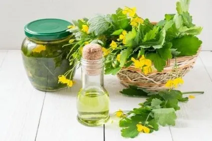 Чистотіл при псоріазі голови і нігтів можна чи ні відгуки (нігтів) Чистотіл при псоріазі голови і нігтів можна чи ні відгуки