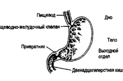 узі шлунка