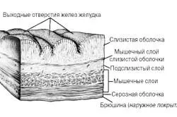 узі шлунка