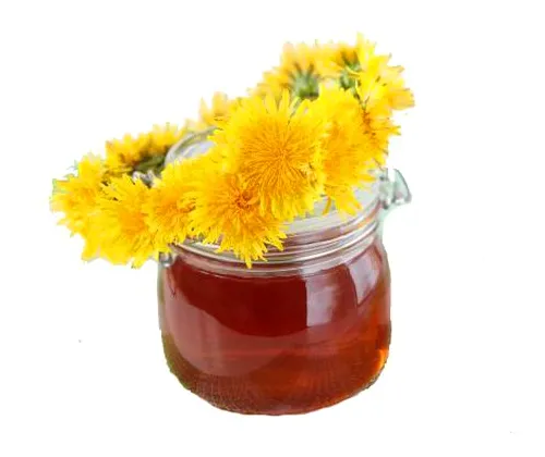 Варення з кульбаб користь і шкода (Кульбабова варення можна) Варення з кульбаб користь і шкода