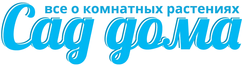 Дізнайтеся про особливості догляду та посадки капусти декоративної у домашньому саду