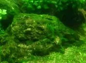 Водорості в акваріумі