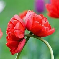 Вирощування тюльпанів посадка і догляд, flowery-blog (тюльпанів) Вирощування тюльпанів посадка і догляд, flowery-blog