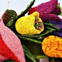 Вирощування тюльпанів посадка і догляд, flowery-blog (догляд) Вирощування тюльпанів посадка і догляд, flowery-blog