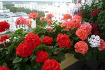 Вирощування садової герані (пеларгонії) опис, види, багаторічні сорти, правила і терміни посадки (герані) Вирощування садової герані (пеларгонії) опис, види, багаторічні сорти, правила і терміни посадки