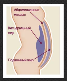 Внутрішній жир на органах людини, стоп вага (товстіють боки живіт) Внутрішній жир на органах людини, стоп вага