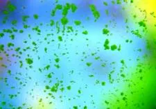 Водорості в акваріумі