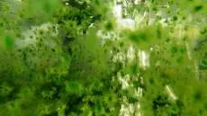 Водорості в акваріумі