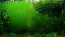 Водорості в акваріумі