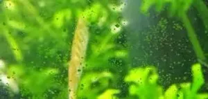 Водорості в акваріумі - види, фото і засоби боротьби з ними (види) Водорості в акваріумі - види, фото і засоби боротьби з ними