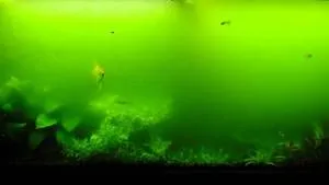 Водорості в акваріумі