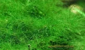Водорості в акваріумі - види, фото і засоби боротьби з ними (фото) Водорості в акваріумі - види, фото і засоби боротьби з ними