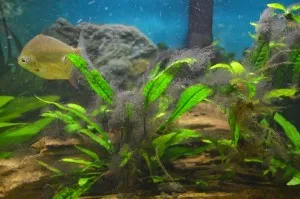 Водорості в акваріумі - види, фото і засоби боротьби з ними (водорості) Водорості в акваріумі - види, фото і засоби боротьби з ними