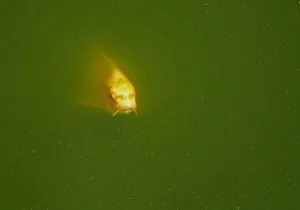 Водорості в акваріумі - види, фото і засоби боротьби з ними (акваріумі) Водорості в акваріумі - види, фото і засоби боротьби з ними