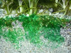 Водорості в акваріумі - види, фото і засоби боротьби з ними (кошти) Водорості в акваріумі - види, фото і засоби боротьби з ними
