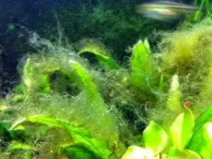 Водорості в акваріумі - види, фото і засоби боротьби з ними (кошти) Водорості в акваріумі - види, фото і засоби боротьби з ними