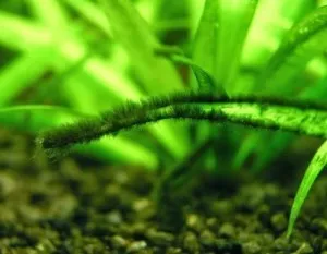 Водорості в акваріумі - види, фото і засоби боротьби з ними (водорості) Водорості в акваріумі - види, фото і засоби боротьби з ними