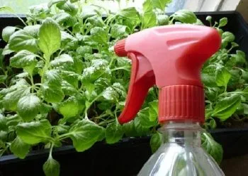 Вирощування руколи інструкція, з насіння, з розсади, посадка і догляд (насіння) Вирощування руколи інструкція, з насіння, з розсади, посадка і догляд