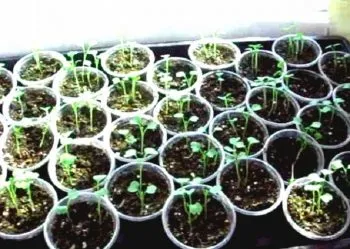 Вирощування руколи інструкція, з насіння, з розсади, посадка і догляд (рукколи) Вирощування руколи інструкція, з насіння, з розсади, посадка і догляд