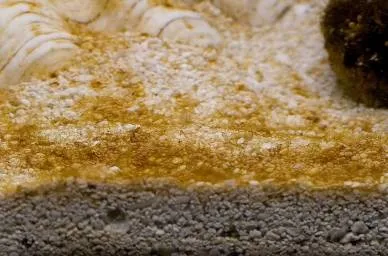 Водорості в акваріумі