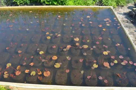 Водяна лілія посадка, догляд і розмноження (лілія) Водяна лілія посадка, догляд і розмноження