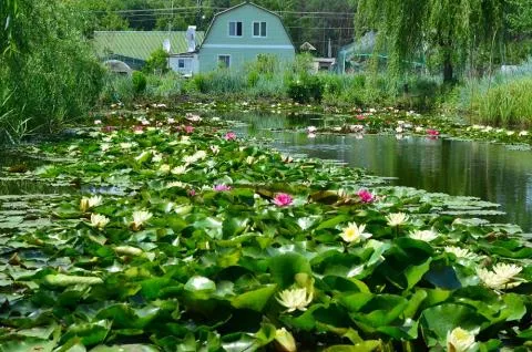 Водяна лілія посадка, догляд і розмноження (лілія) Водяна лілія посадка, догляд і розмноження