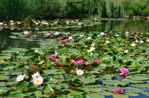 Водяна лілія посадка, догляд і розмноження (водяна) Водяна лілія посадка, догляд і розмноження
