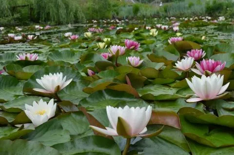 Водяна лілія посадка, догляд і розмноження (лілія) Водяна лілія посадка, догляд і розмноження