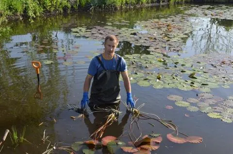 Водяна лілія посадка, догляд і розмноження (лілія) Водяна лілія посадка, догляд і розмноження