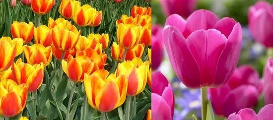 Вирощування тюльпанів посадка і догляд, flowery-blog (вирощування) Вирощування тюльпанів посадка і догляд, flowery-blog