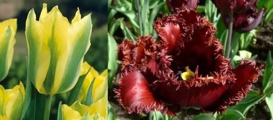 Вирощування тюльпанів посадка і догляд, flowery-blog (посадка) Вирощування тюльпанів посадка і догляд, flowery-blog