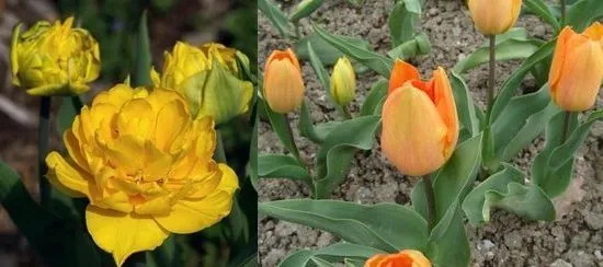 Вирощування тюльпанів посадка і догляд, flowery-blog (догляд) Вирощування тюльпанів посадка і догляд, flowery-blog
