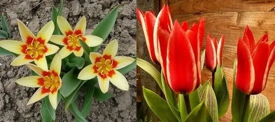 Вирощування тюльпанів посадка і догляд, flowery-blog (вирощування) Вирощування тюльпанів посадка і догляд, flowery-blog