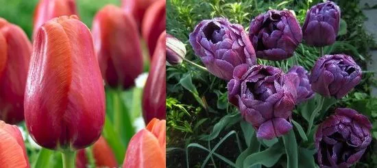 Вирощування тюльпанів посадка і догляд, flowery-blog (тюльпанів) Вирощування тюльпанів посадка і догляд, flowery-blog