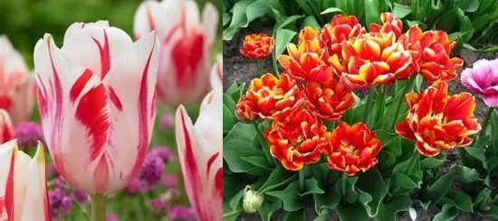 Вирощування тюльпанів посадка і догляд, flowery-blog (вирощування) Вирощування тюльпанів посадка і догляд, flowery-blog