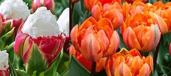 Вирощування тюльпанів посадка і догляд, flowery-blog (догляд) Вирощування тюльпанів посадка і догляд, flowery-blog