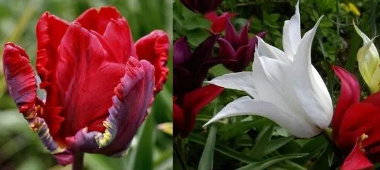 Вирощування тюльпанів посадка і догляд, flowery-blog (вирощування) Вирощування тюльпанів посадка і догляд, flowery-blog
