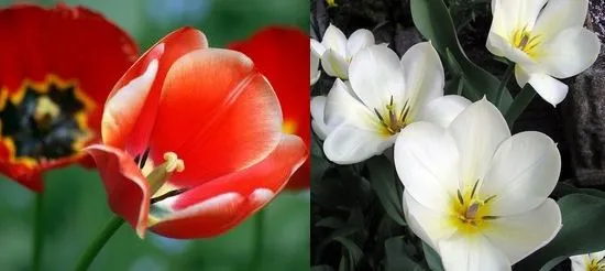 Вирощування тюльпанів посадка і догляд, flowery-blog (вирощування) Вирощування тюльпанів посадка і догляд, flowery-blog