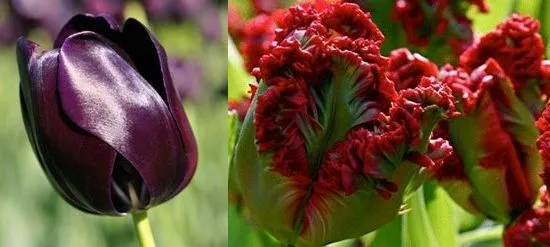 Вирощування тюльпанів посадка і догляд, flowery-blog (догляд) Вирощування тюльпанів посадка і догляд, flowery-blog
