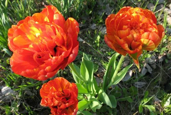 Вирощування тюльпанів посадка і догляд, flowery-blog (вирощування) Вирощування тюльпанів посадка і догляд, flowery-blog