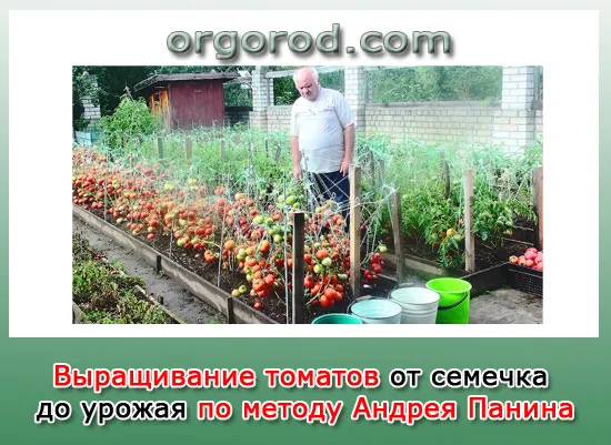 Вирощування томатів за методом андрея Паніна, органічне землеробство (андрея) Вирощування томатів за методом андрея Паніна, органічне землеробство